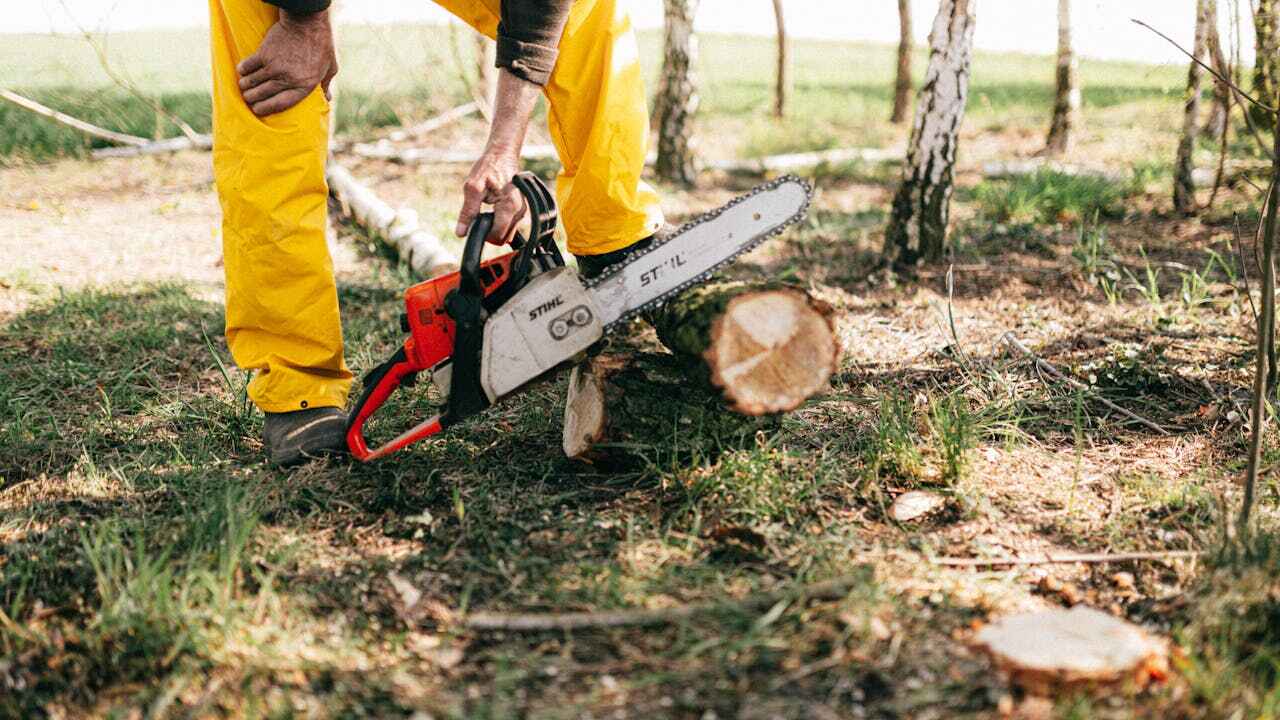 The Steps Involved in Our Tree Care Process in Easton, CA